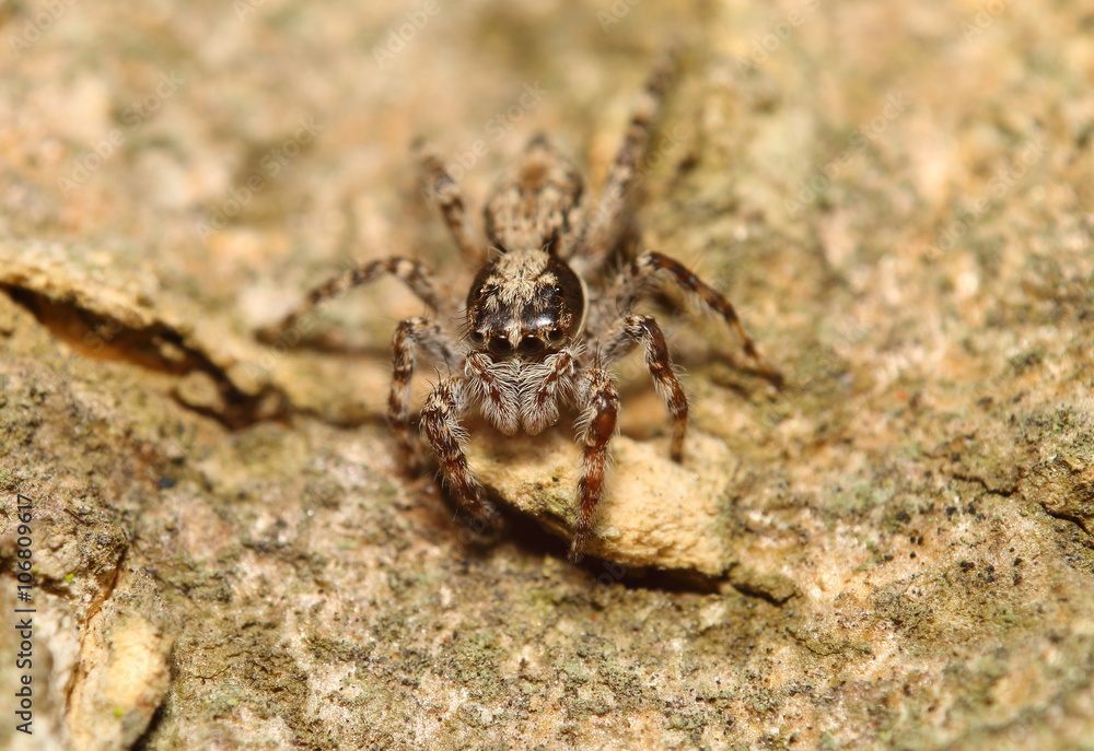 Small jump spider