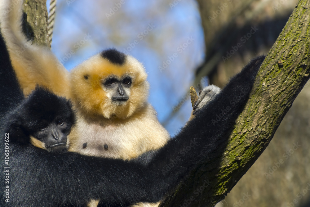 Obraz premium Yellow-cheeked gibbon