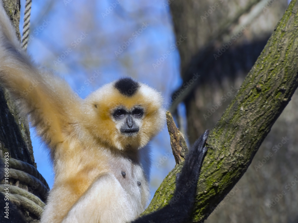 Obraz premium Yellow-cheeked gibbon