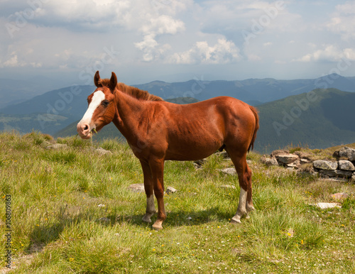 Horse on mountain meadow