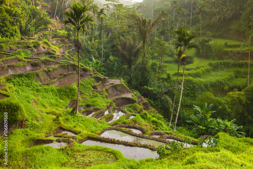 Beautiful rice terraces in the moring light near Tegallalang village  Ubud  Bali  Indonesia.