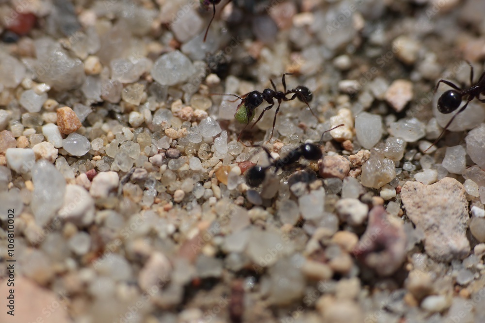 Ants carrying food
