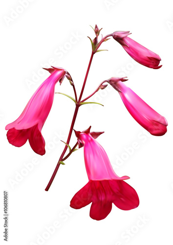 Penstemon (beardtongues) flowers photo