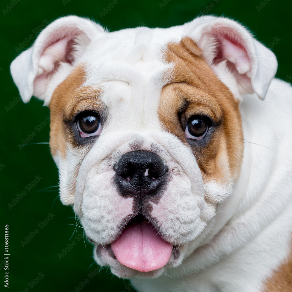Fototapeta premium english bulldog