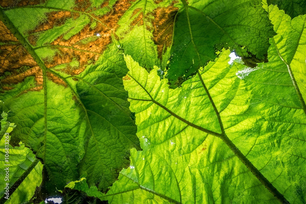 Large leaf texture Large leaf texture