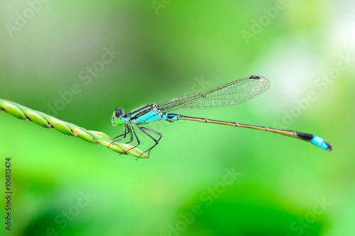 Blue Dragonfly in nature.