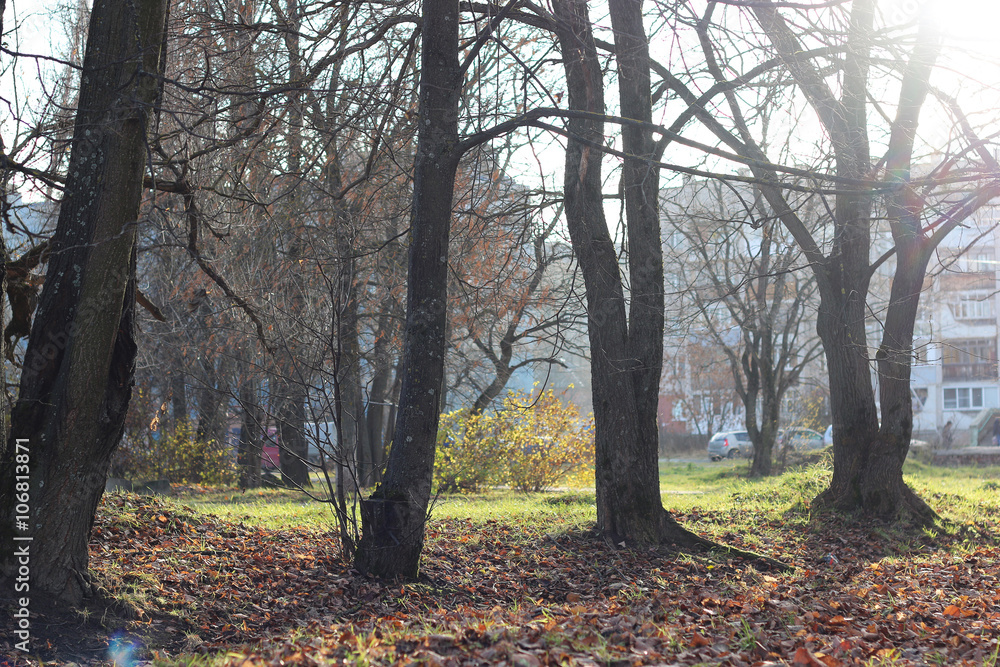 Autumn park trees bare