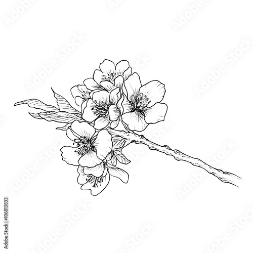 Fototapeta Hand drawn branch of cherry blossom