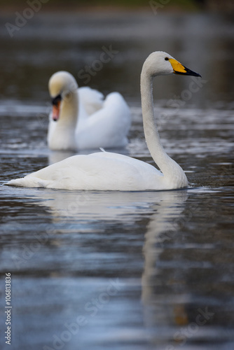 Whooper Swan