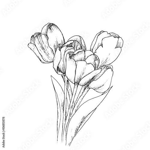 Fototapeta Tulips on a white background.