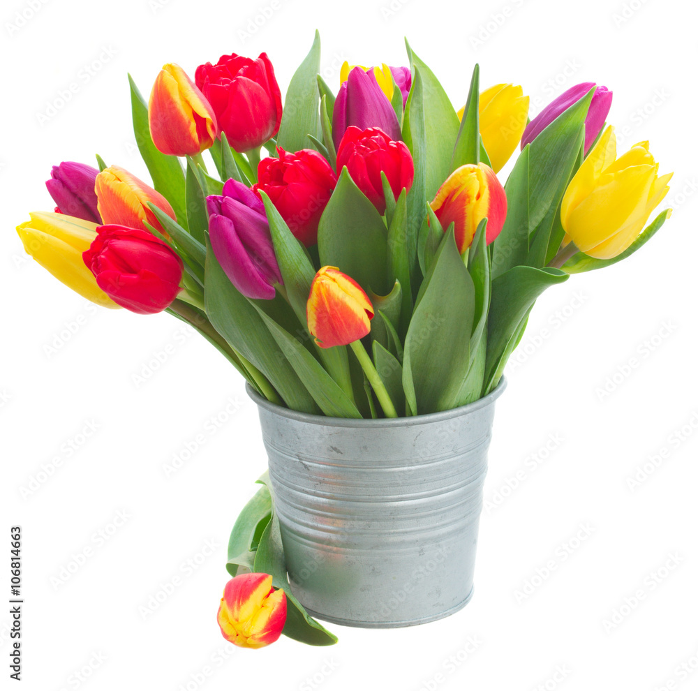 bouquet of yellow, purple and red tulips bouquet of yellow, purple and red tulips