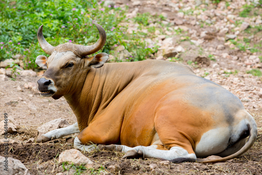 Banteng, red bull in rainforest of Thailand. Banteng, red bull in rainforest of Thailand.