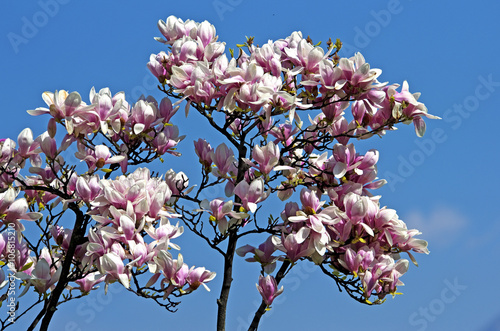 Pink magnolia flower tree on a sunny spring day against a blue sky.