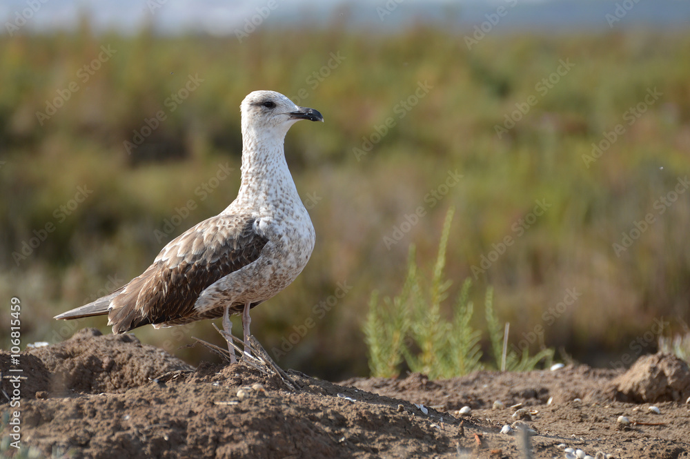 Fototapeta premium gaviota