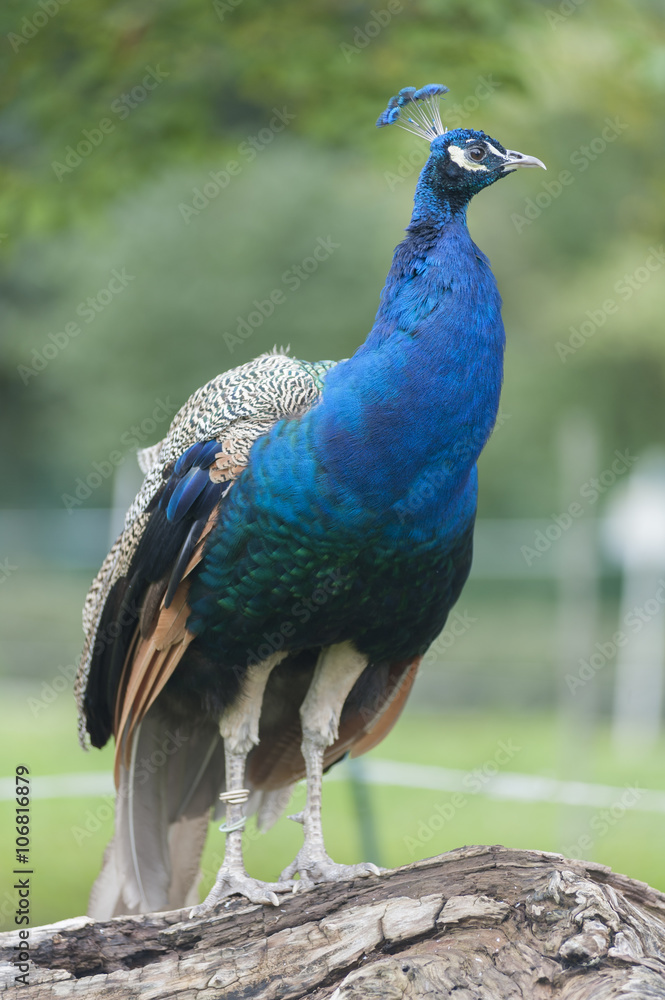 Pfau Pfau