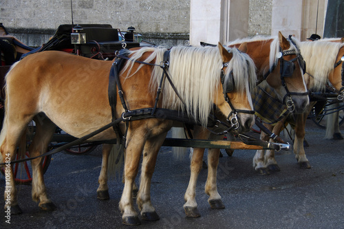 Kutschpferde auf dem Residenzplatz in Salzburg