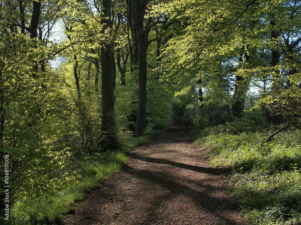 Fototapeta premium Spring trees
