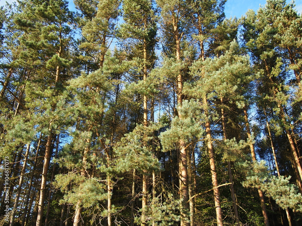 Fototapeta premium Pine trees with blue sky