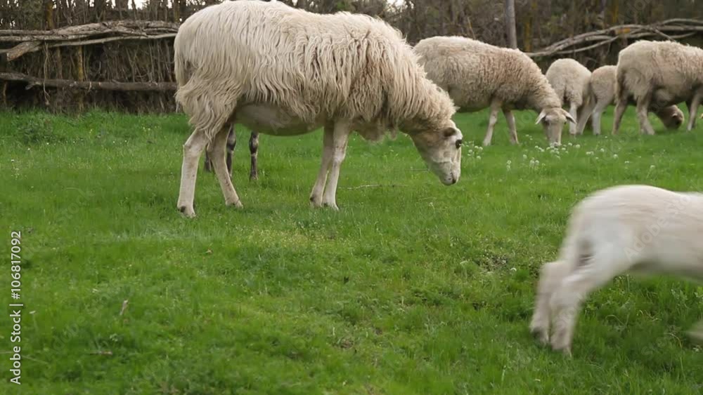 Cordero brincando al lado de su madre - Oveja con cordero brincando en un prado verde al lado del rebaño
Cordero brincando al lado de su madre - Oveja con cordero brincando en un prado verde al lado del rebaño