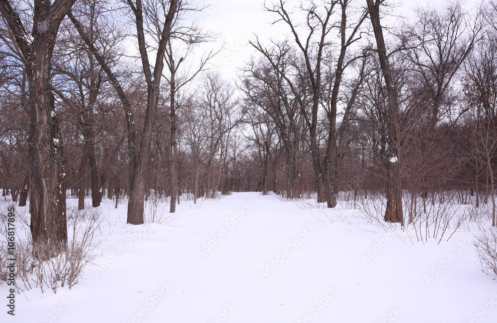 Beautiful winter alley Beautiful winter alley