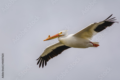American White Pelican