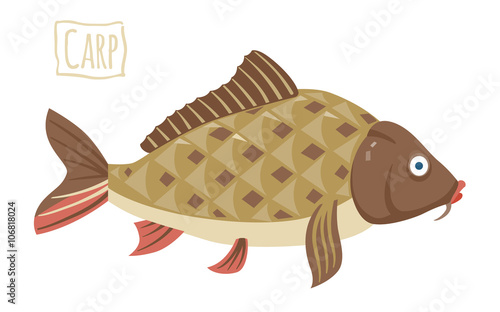 Carp, vector cartoon illustration