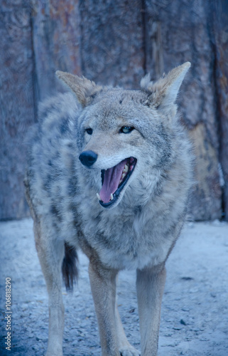 Angry wolf (in blue tones, retro style), selective focus on the eyes © Kirill Kurashov