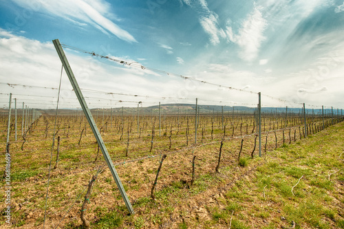 Rows in the vineyard in spring