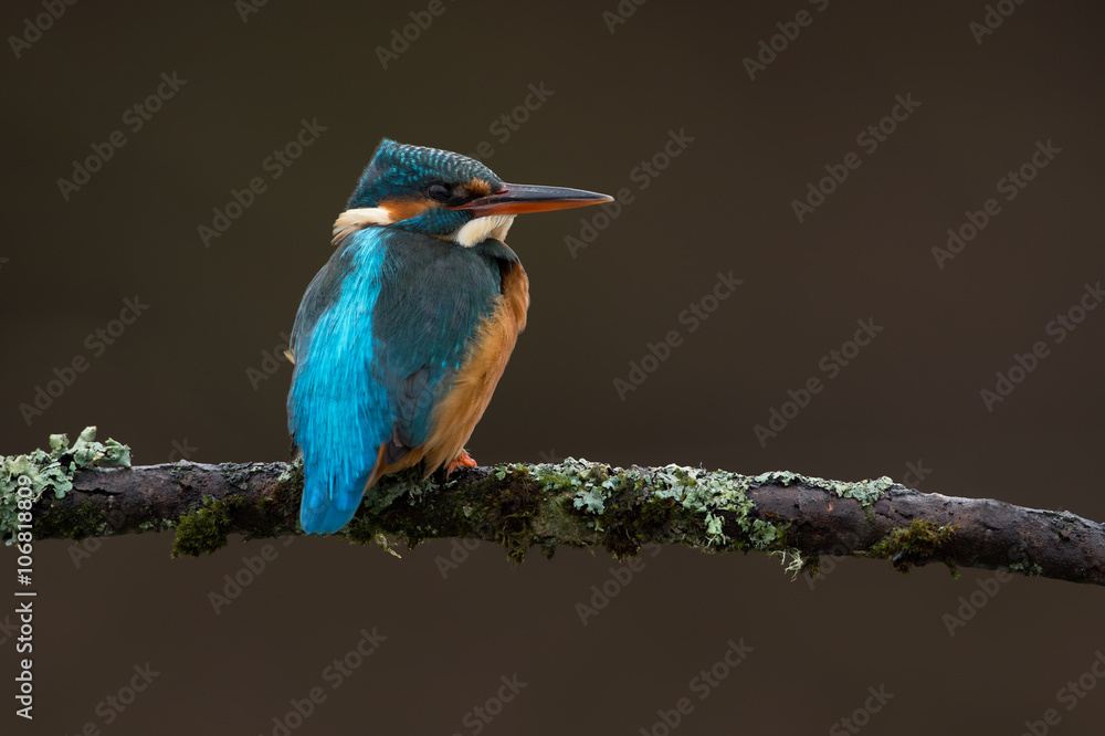 Obraz premium Kingfisher (Alcedo Atthis)/Kingfisher perched on moss covered branch