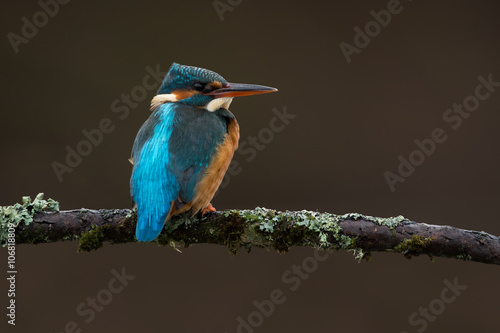 Kingfisher (Alcedo Atthis)/Kingfisher perched on moss covered branch