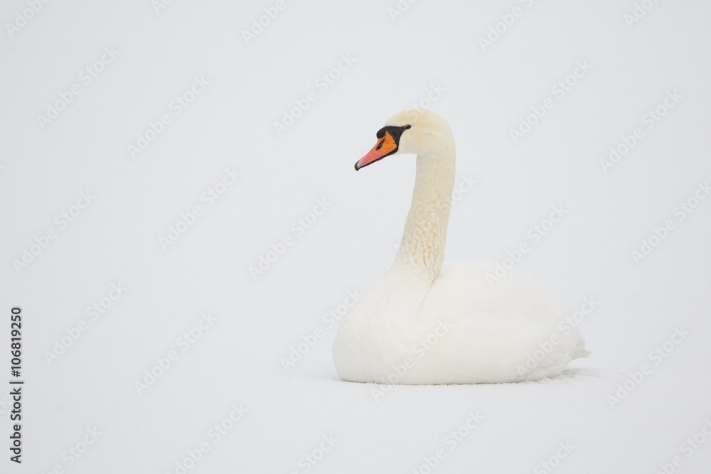 Mute Swan in white snow Mute Swan in white snow