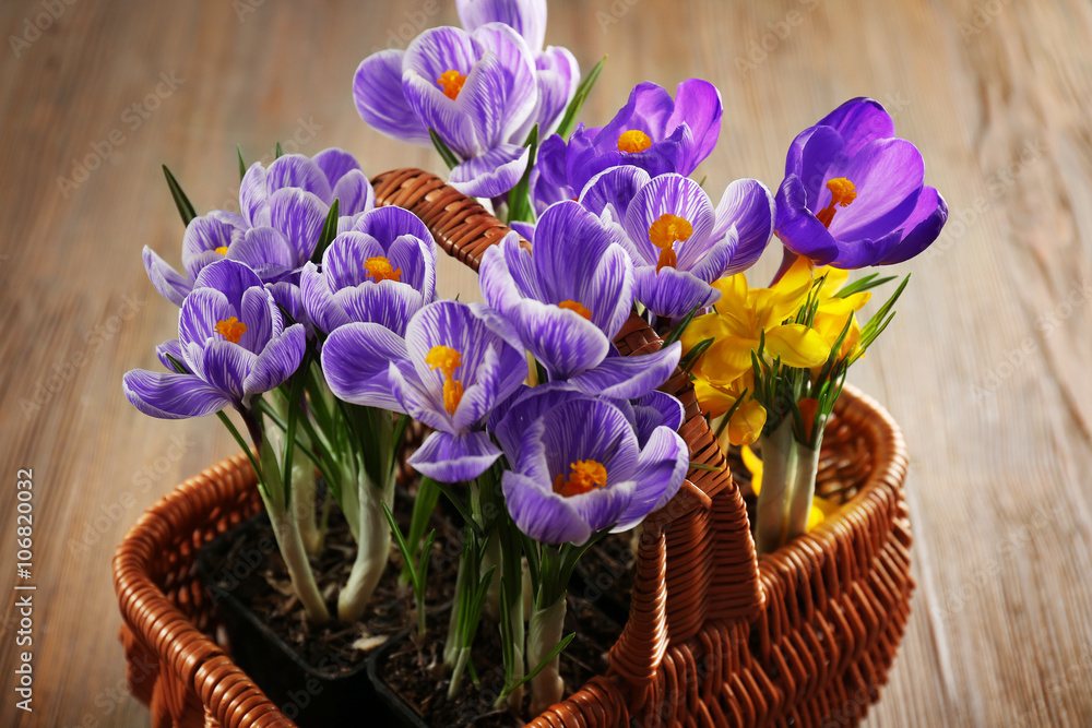 Beautiful crocus flowers in wicker basket on wooden background Beautiful crocus flowers in wicker basket on wooden background