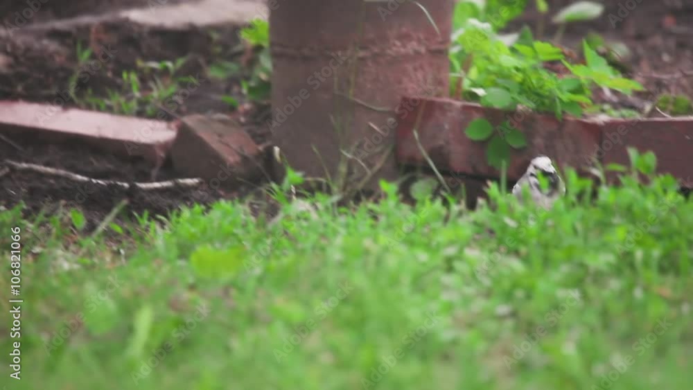 Wagtail bird looks for insects Wagtail bird looks for insects