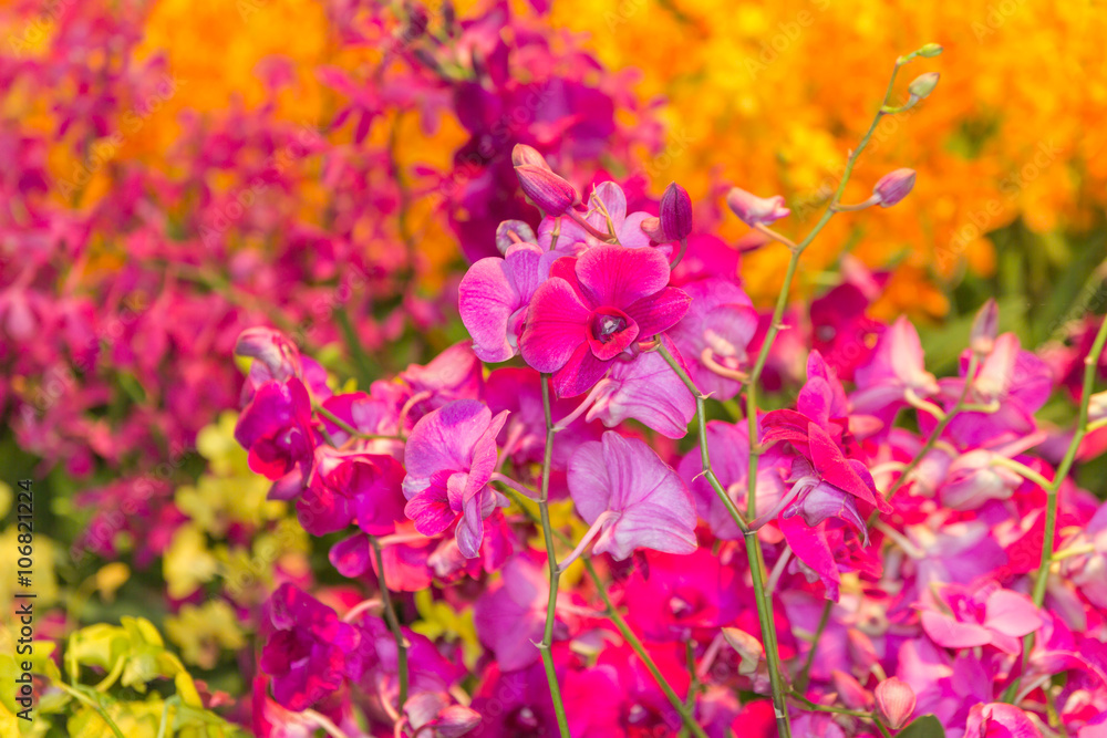 Fototapeta premium orchid - beautiful orchid field,sensitive focus