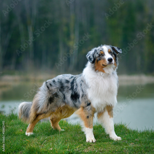 Canvas Print Australian Shepherd, portrait