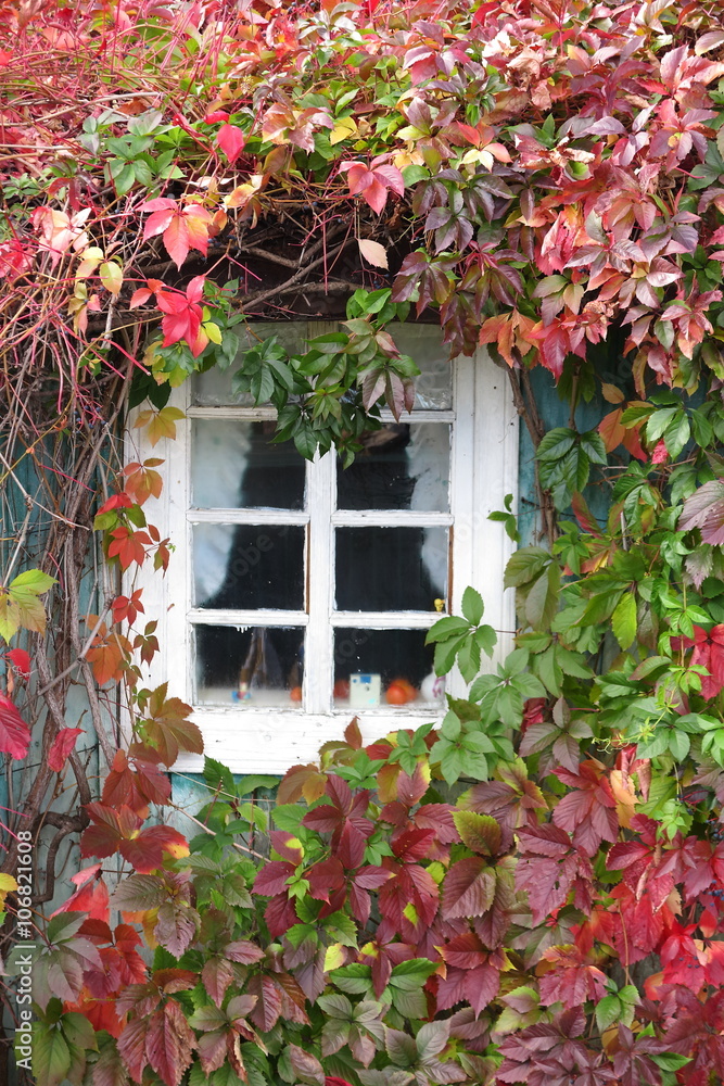 Rural house window twined with autumn virginia creeper (Parthenocissus quinquefolia)