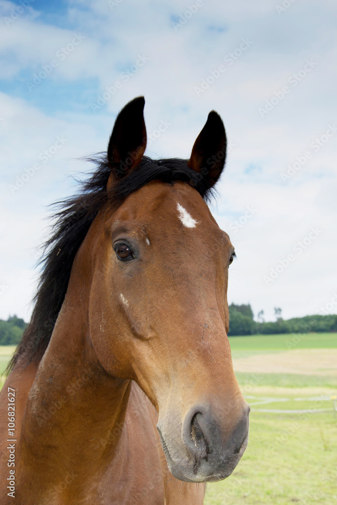 Naklejka premium Pferd