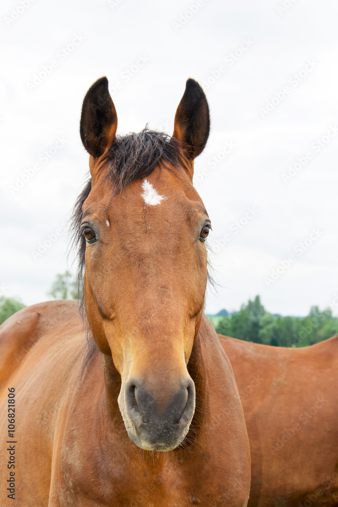 Pferd Pferd