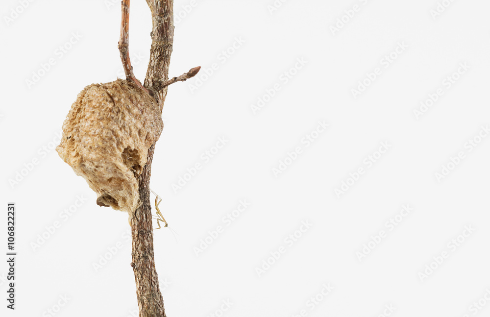 Fototapeta premium Mantis nymph on branch newly emerged from egg case