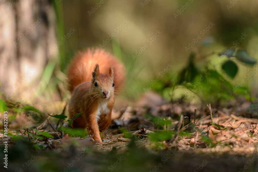 Squirrel on the walk Squirrel on the walk