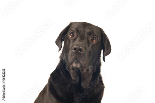 Black labrador retreiver portrait © GrasePhoto