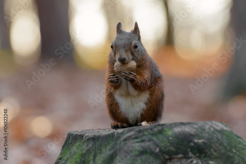 Squirrel on a tree stump with a nut in its mouth © jonnycana