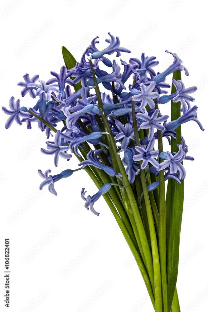 Bouquet of flowers of hyacinth, isolated on white background Stock