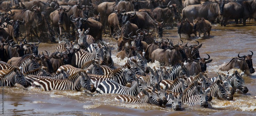 Fototapeta premium Wildebeests are crossing Mara river. Great Migration. Kenya. Tanzania. Masai Mara National Park. An excellent illustration.