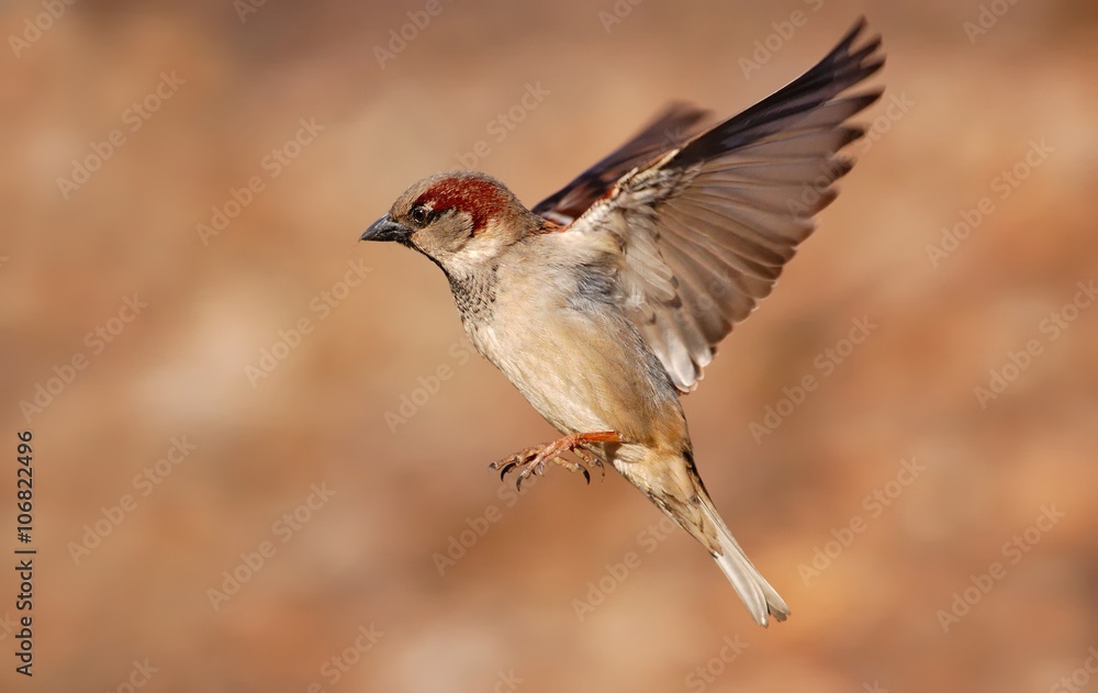 Fototapeta premium Wróbel latający (Passer domesticus)