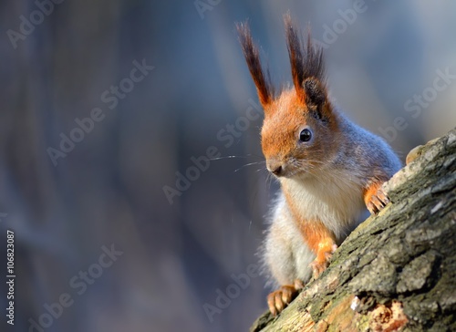 Red squirrel (Sciurus vulgaris) in the forest in the wild