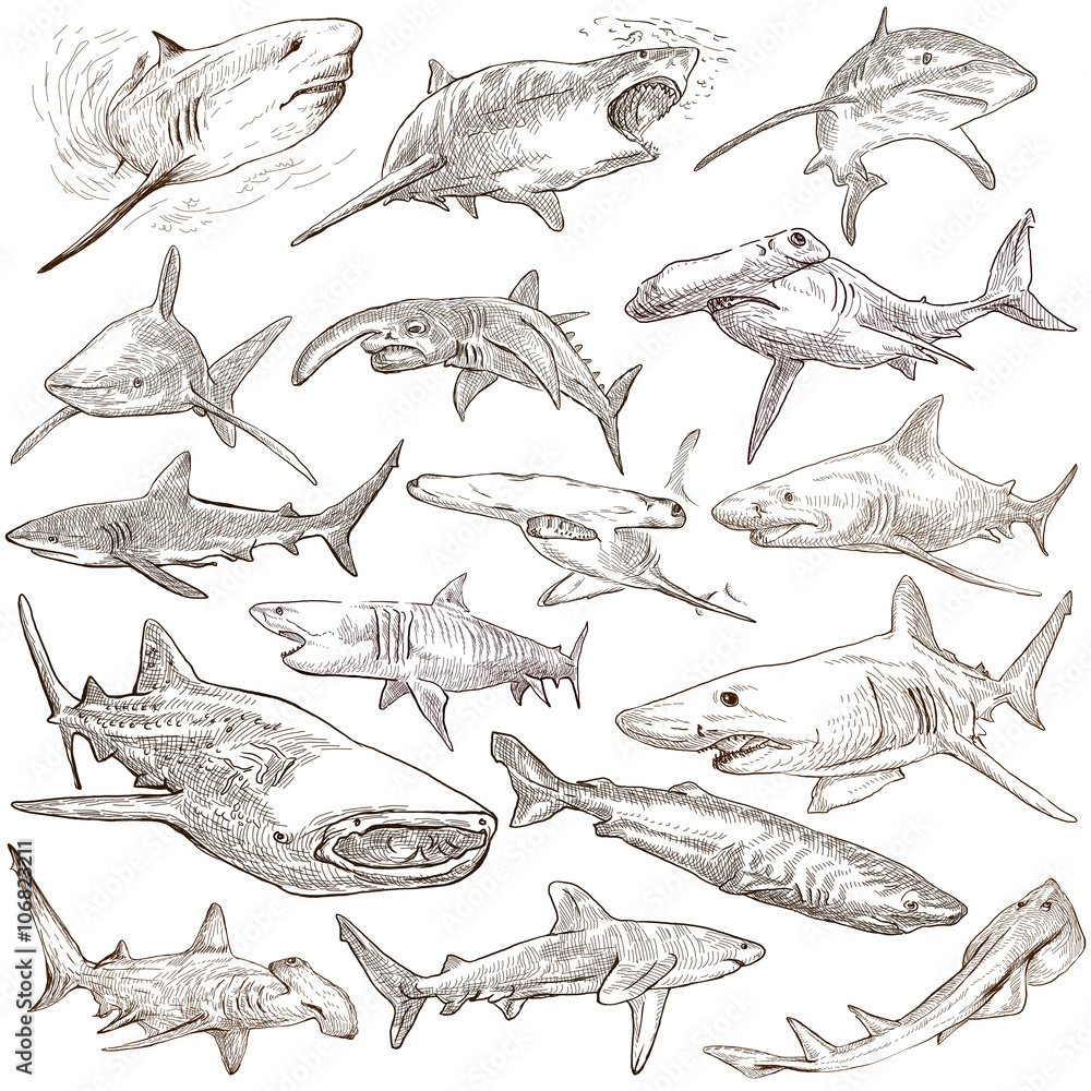 Sharks - An hand drawn pack. Freehand sketching, originals. - obrazy, fototapety, plakaty 