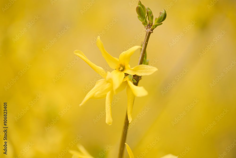 Obraz premium Closeup of forsythias flowers