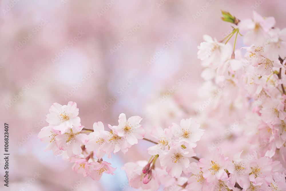 Soft photo of cherry flowers