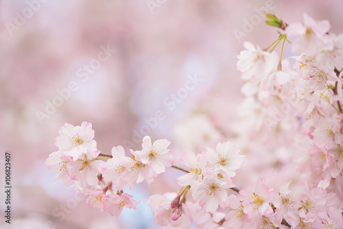 Soft photo of cherry flowers